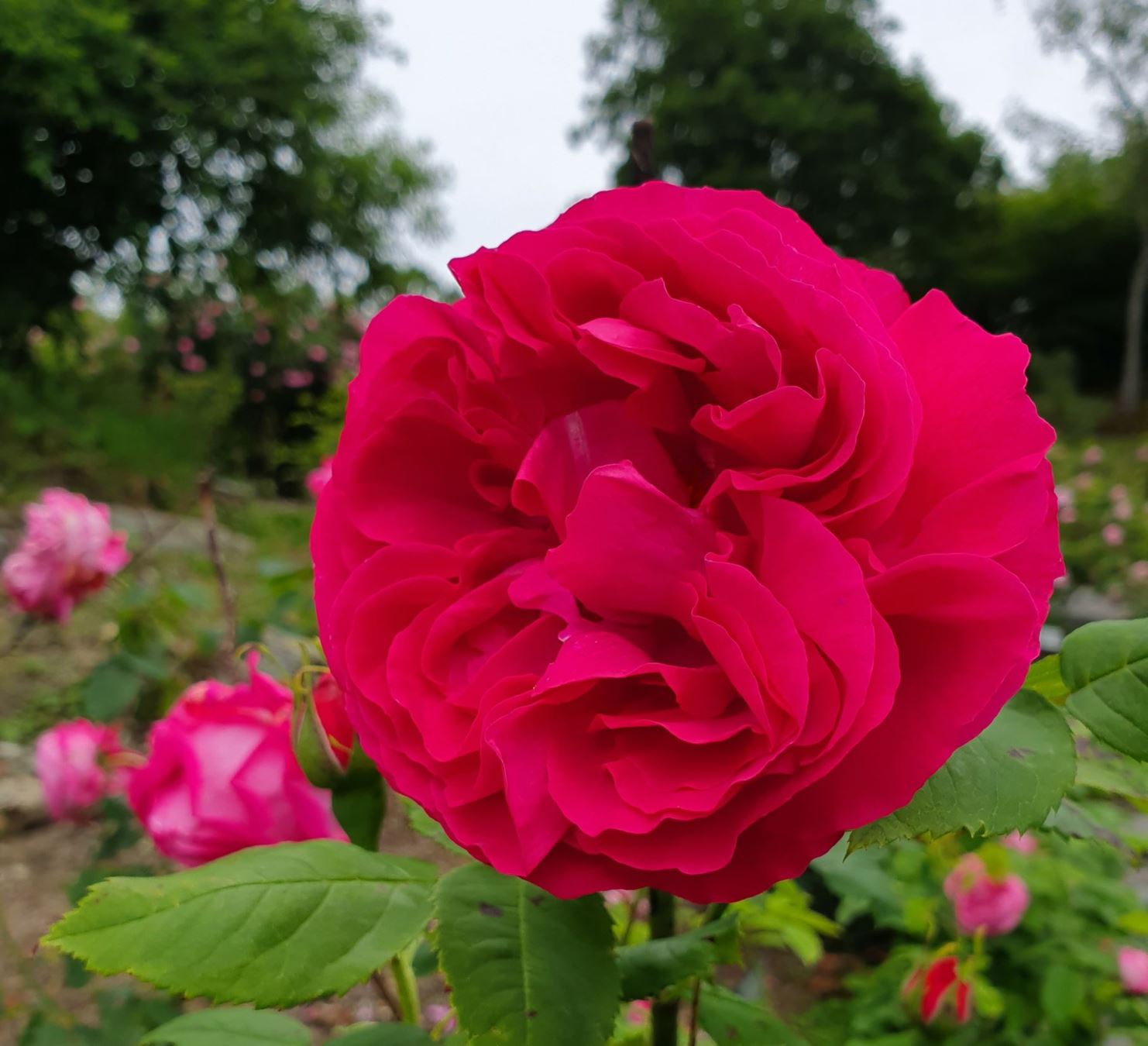 Rosa (Centifolia (C) / Bourbon (B) Group) 'Paul Ricault'