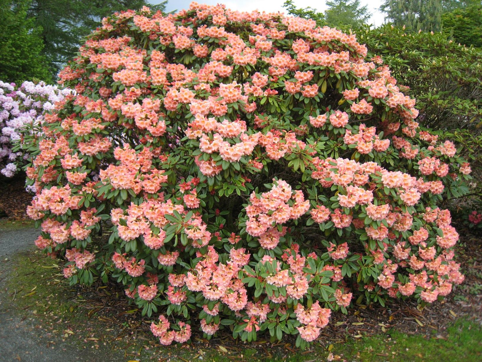 Rhododendron 'Flautando'