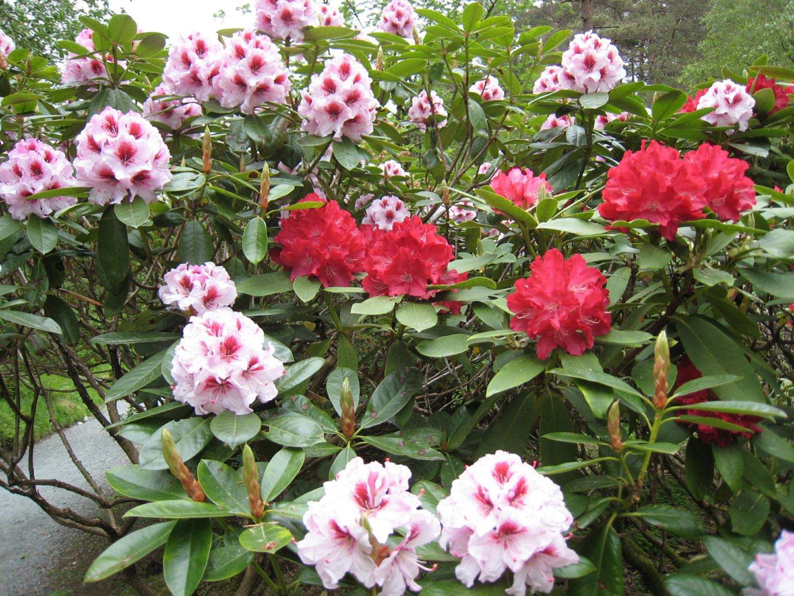 Rhododendron 'Bergensiana'
