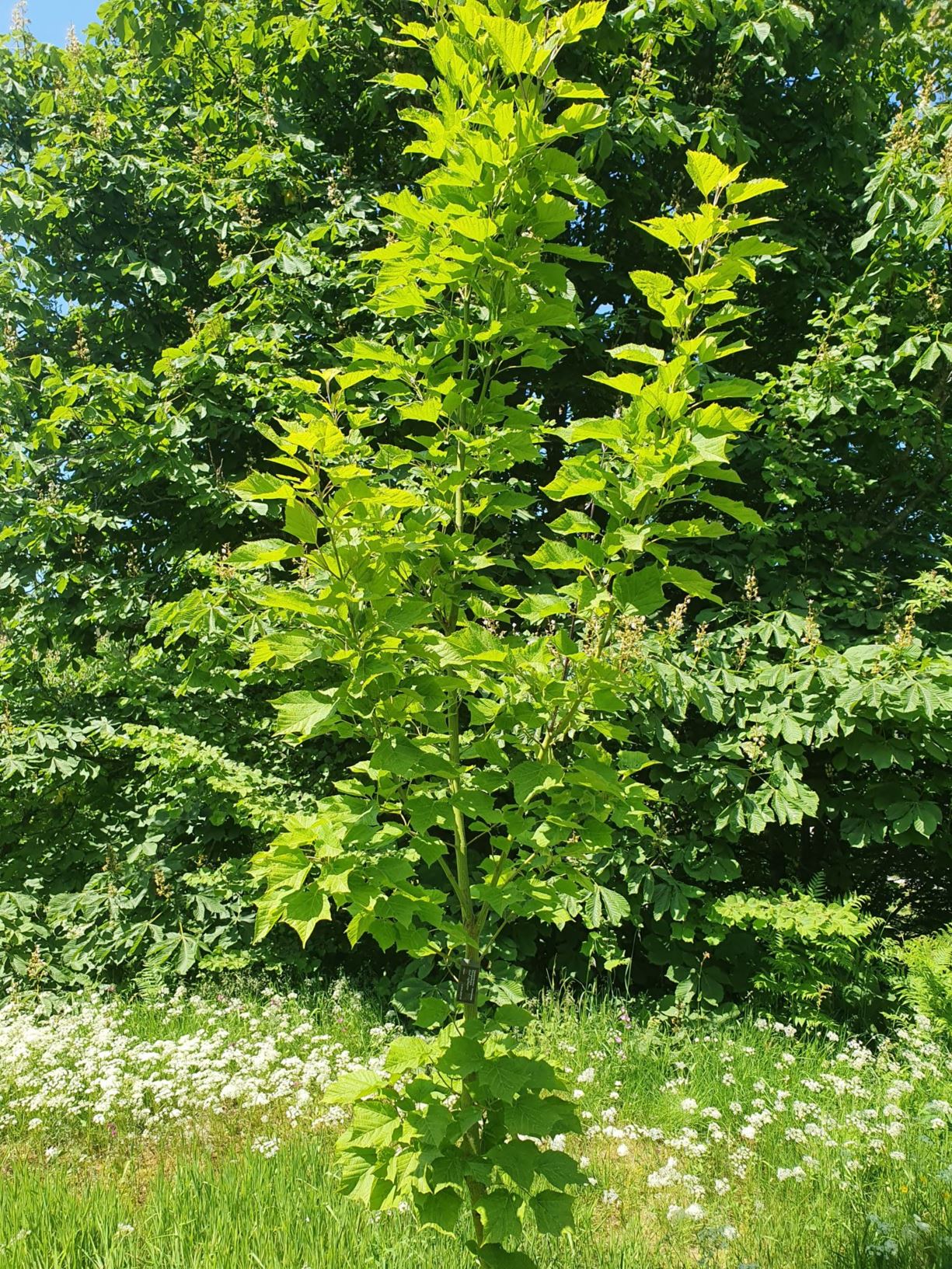 Acer rufinerve - Stripelønn