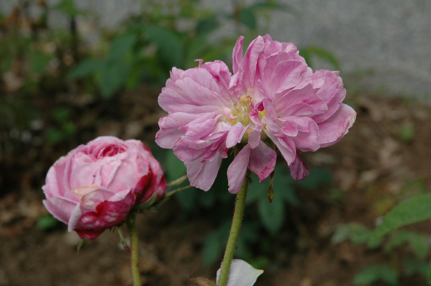 Rosa (Gallica (HGal) Group) 'Aimable Amie'