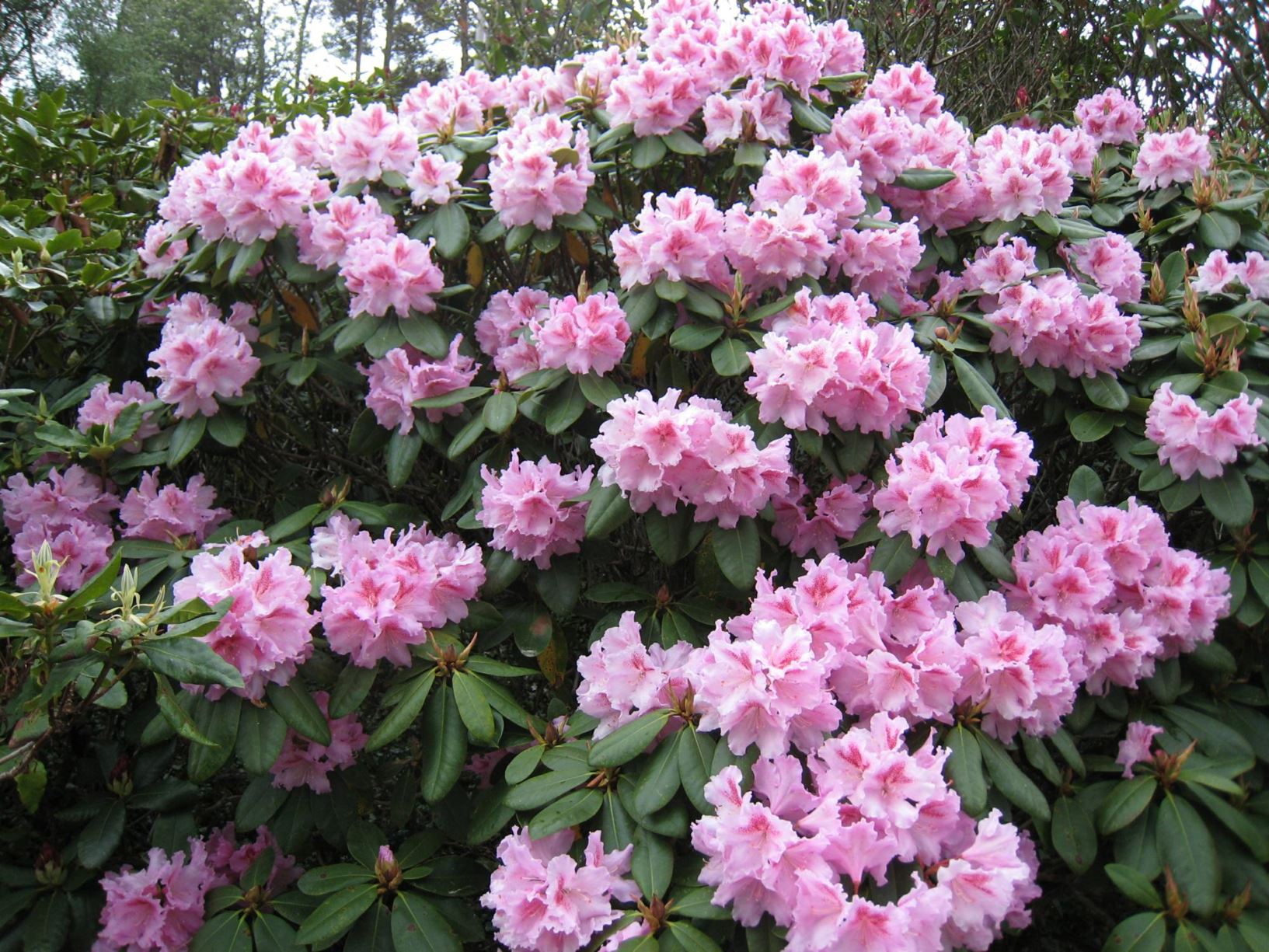 Rhododendron 'Konsonanz'