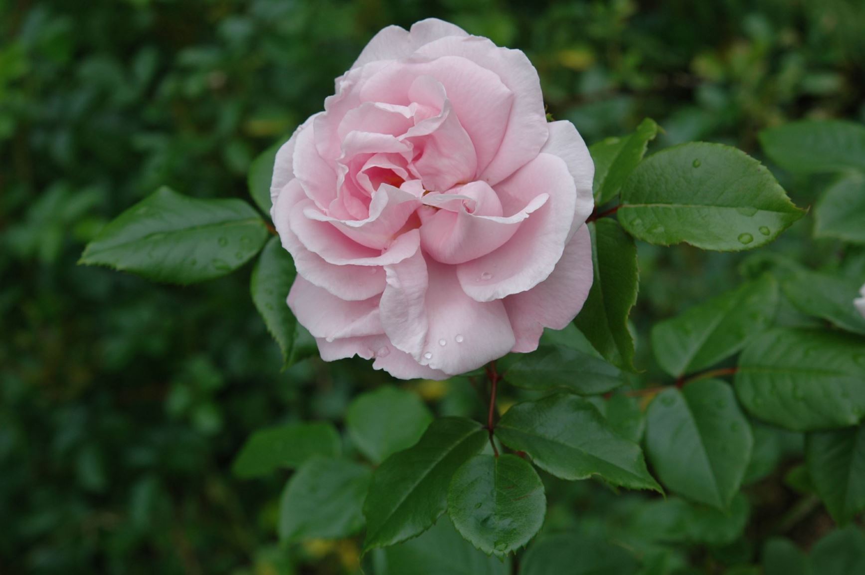 Rosa (Slyngroser (HWich) Group) 'Gerbe Rose'