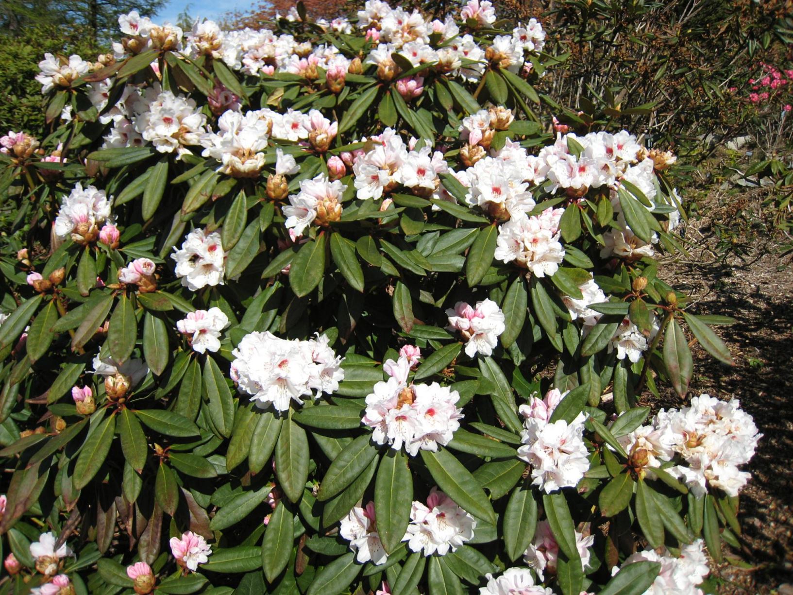 Rhododendron 'Osterschnee'