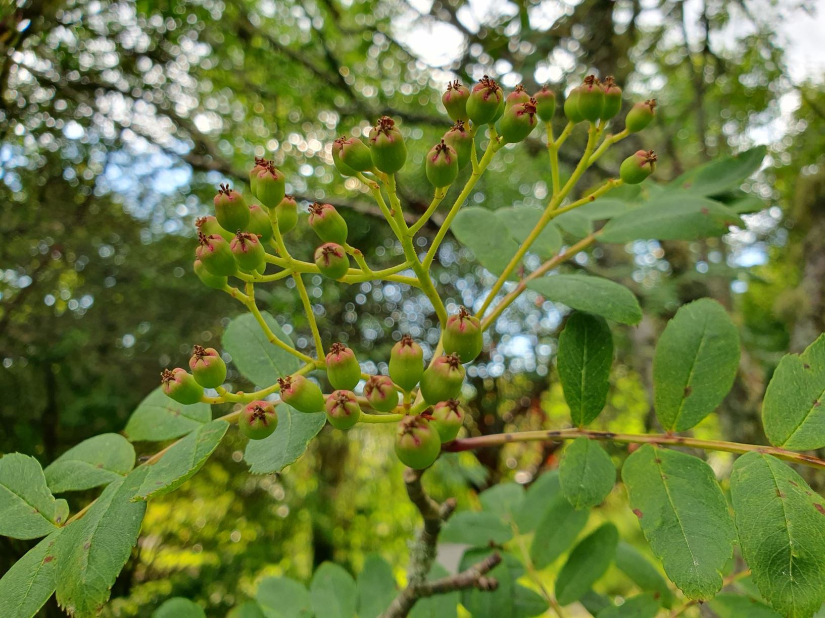 Sorbus glabriuscula