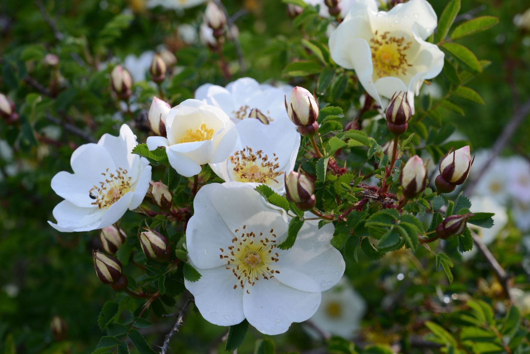 Rosa (Pimpinelleroser (HSpn) Group) 'King of Scots' - Rosa spinosissima 'Bicolor'