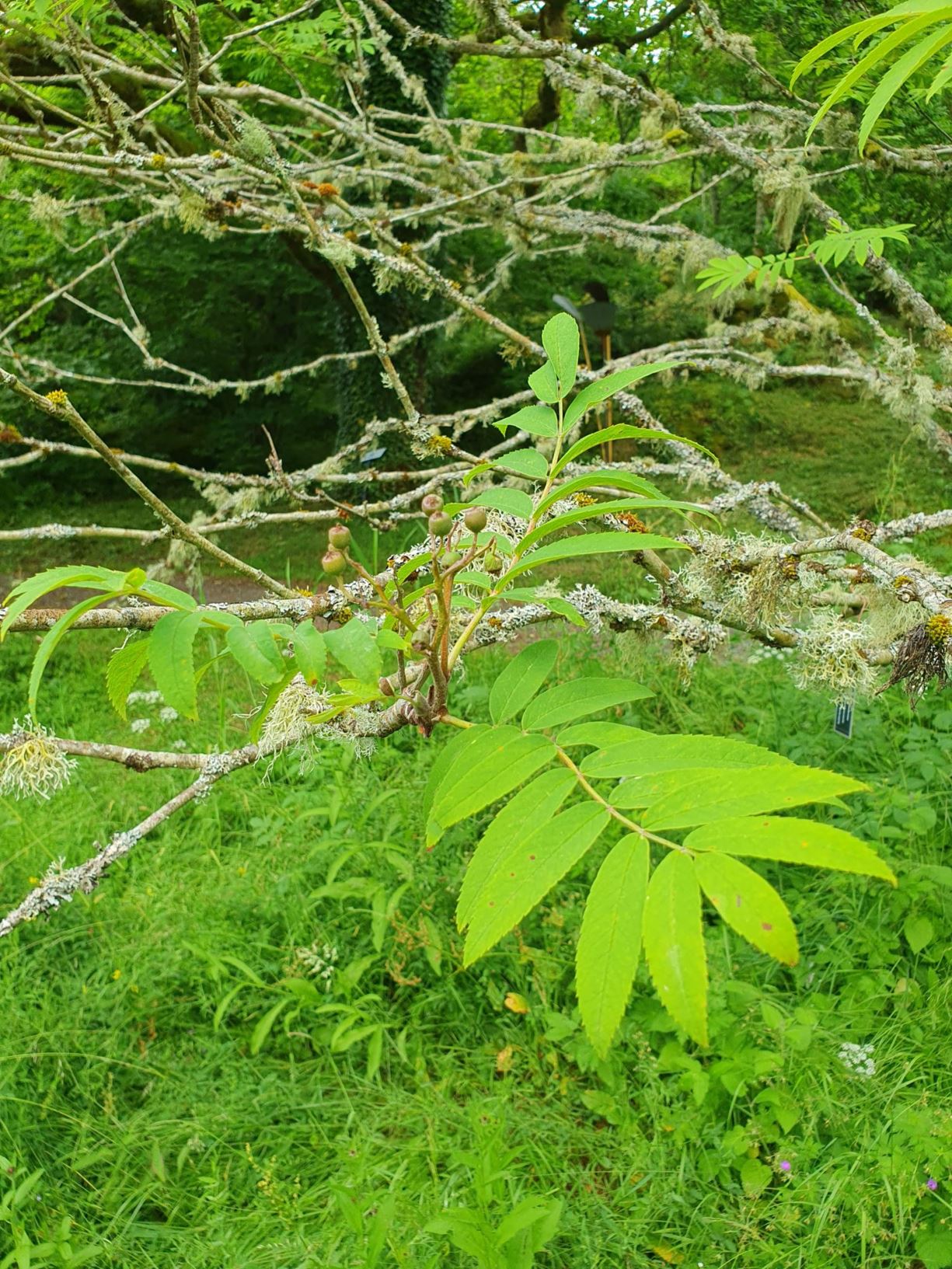 Sorbus pohuashanensis - Amurrogn