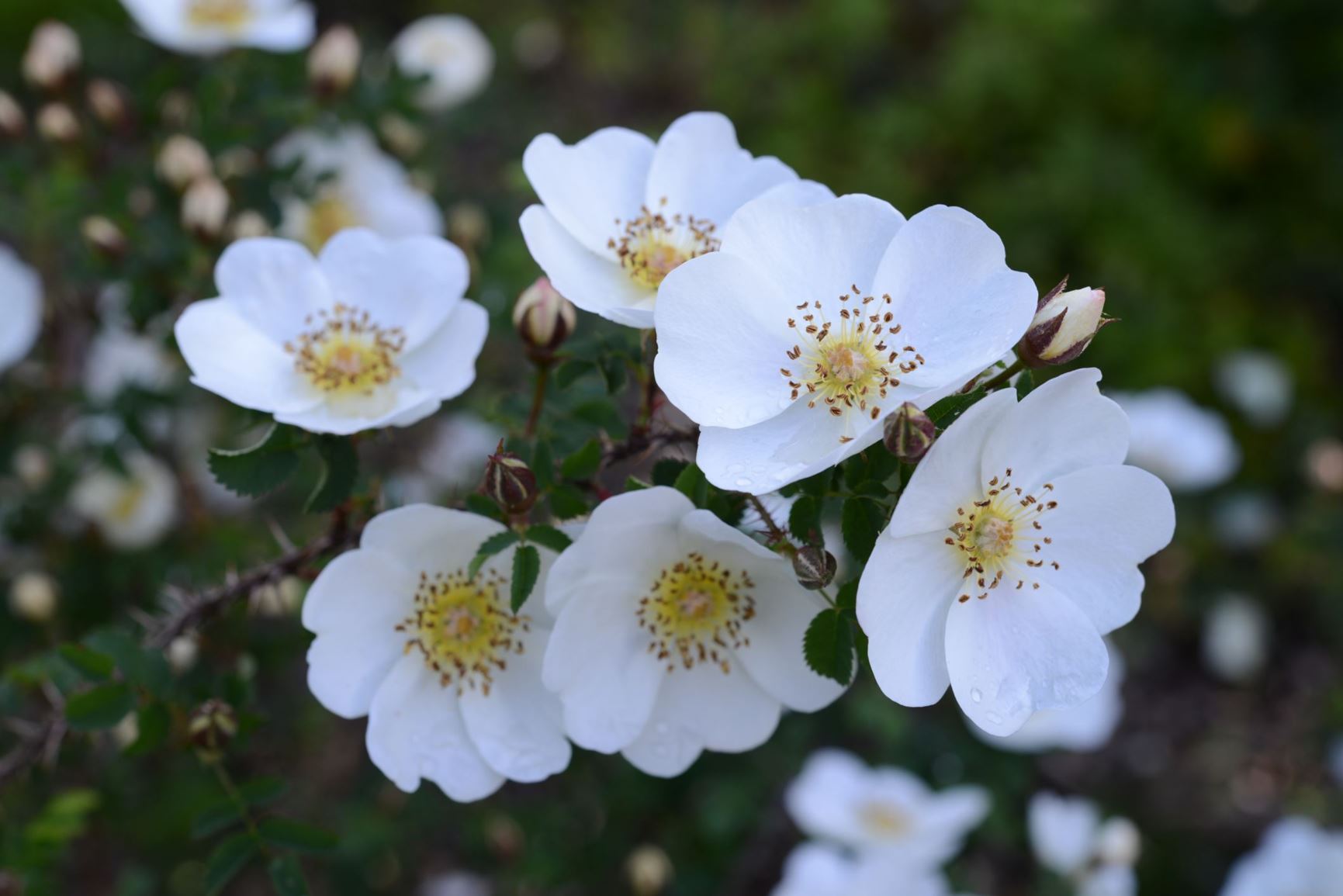 Rosa spinosissima (Pimpinelleroser (HSpn) Group) 'White Scotch'