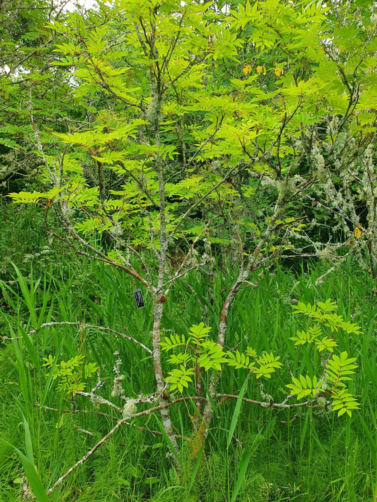 Sorbus commixta-hybrid