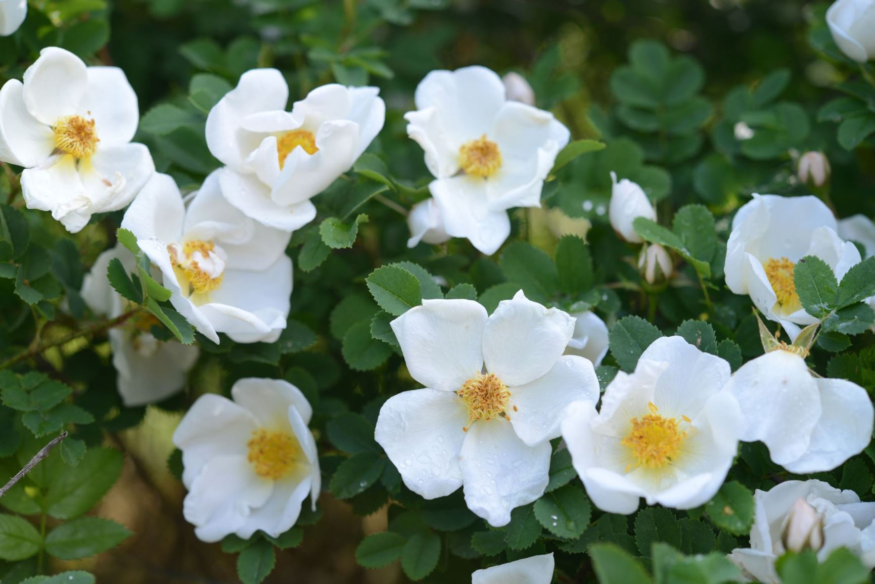 Rosa spinosissima var. altaica - Lirose, stor pimpinellerose, 'Altaica', Rosa pimpinellifolia var. grandiflora