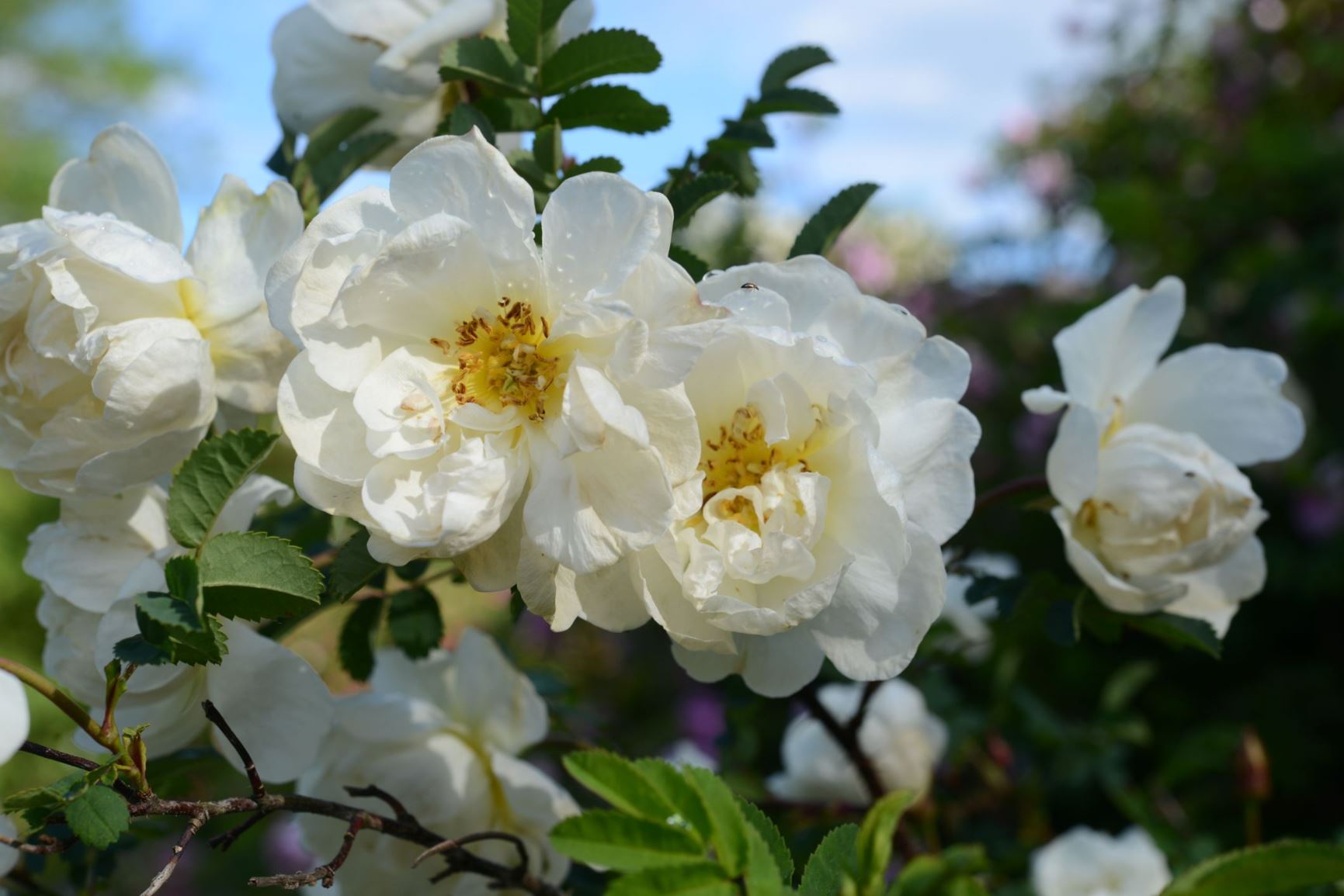 Rosa spinosissima (Pimpinelleroser (HSpn) Group) 'Plena' - 'Double White', 'Finlands Vita Ros'