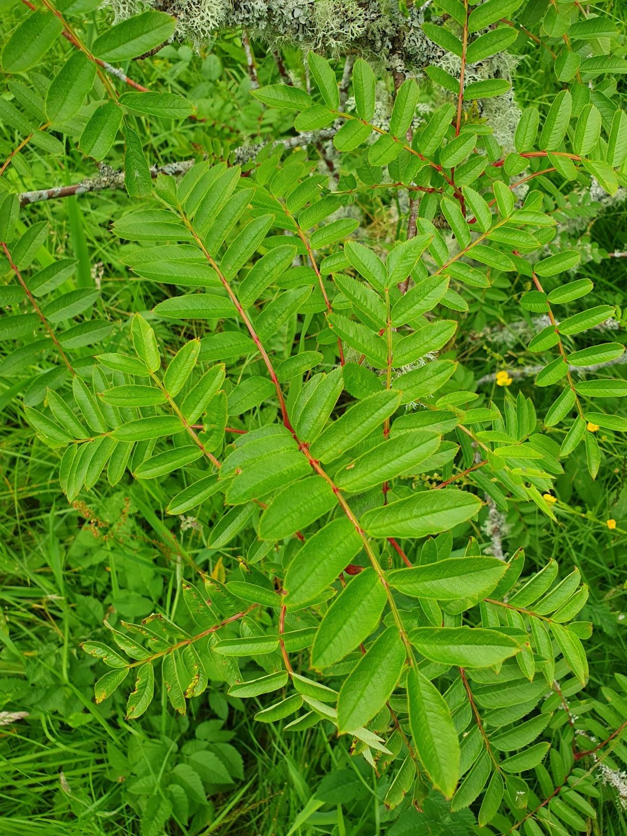 Sorbus microphylla