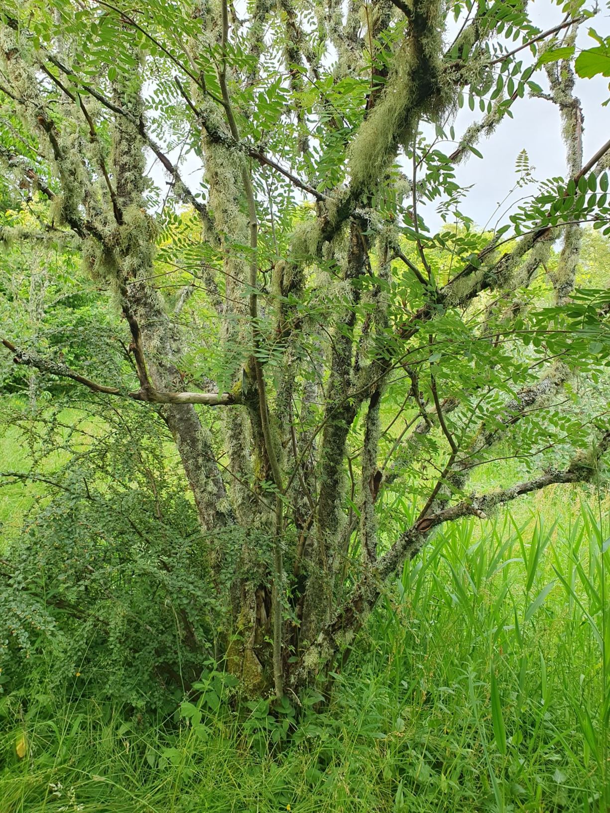 Sorbus forrestii - Forrestrogn