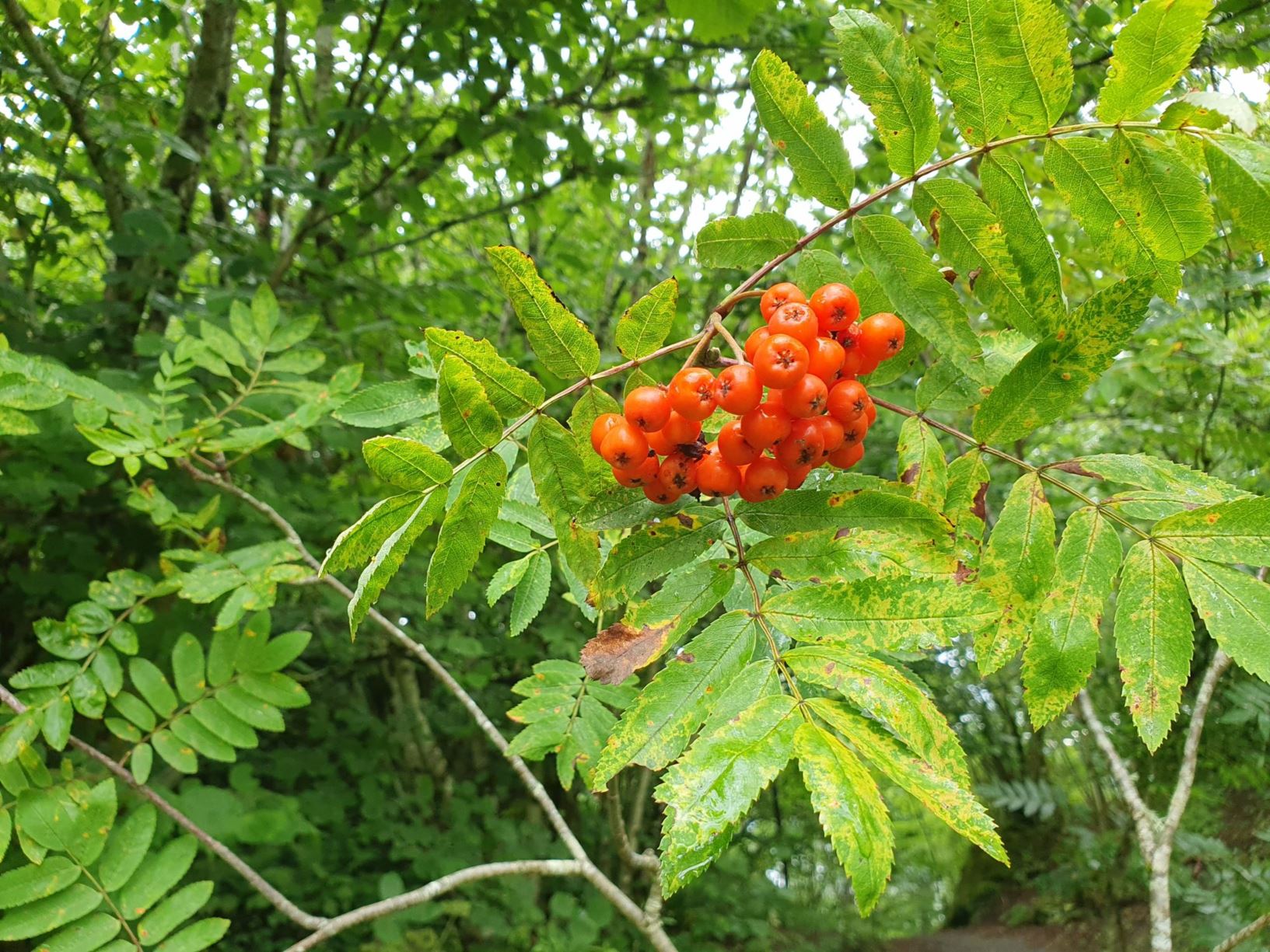 Sorbus aucuparia subsp. gorodkovii