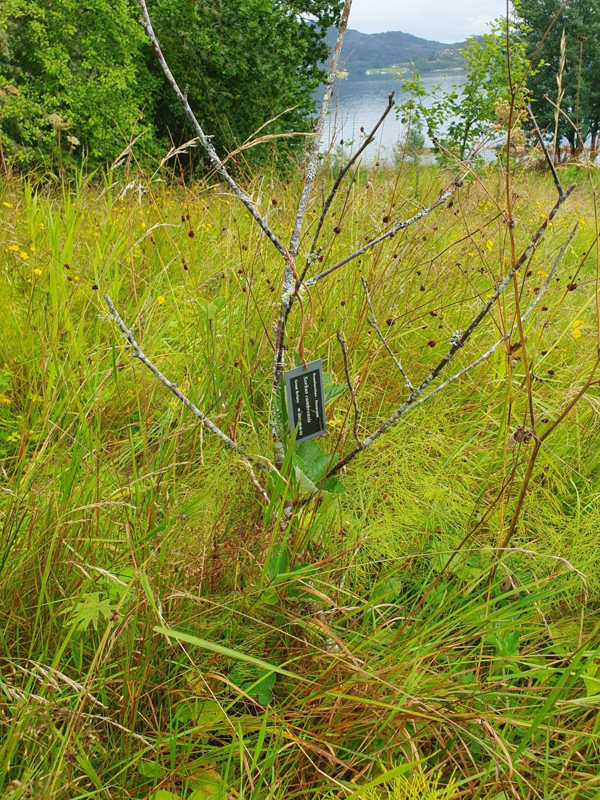 Sorbus cambrensis