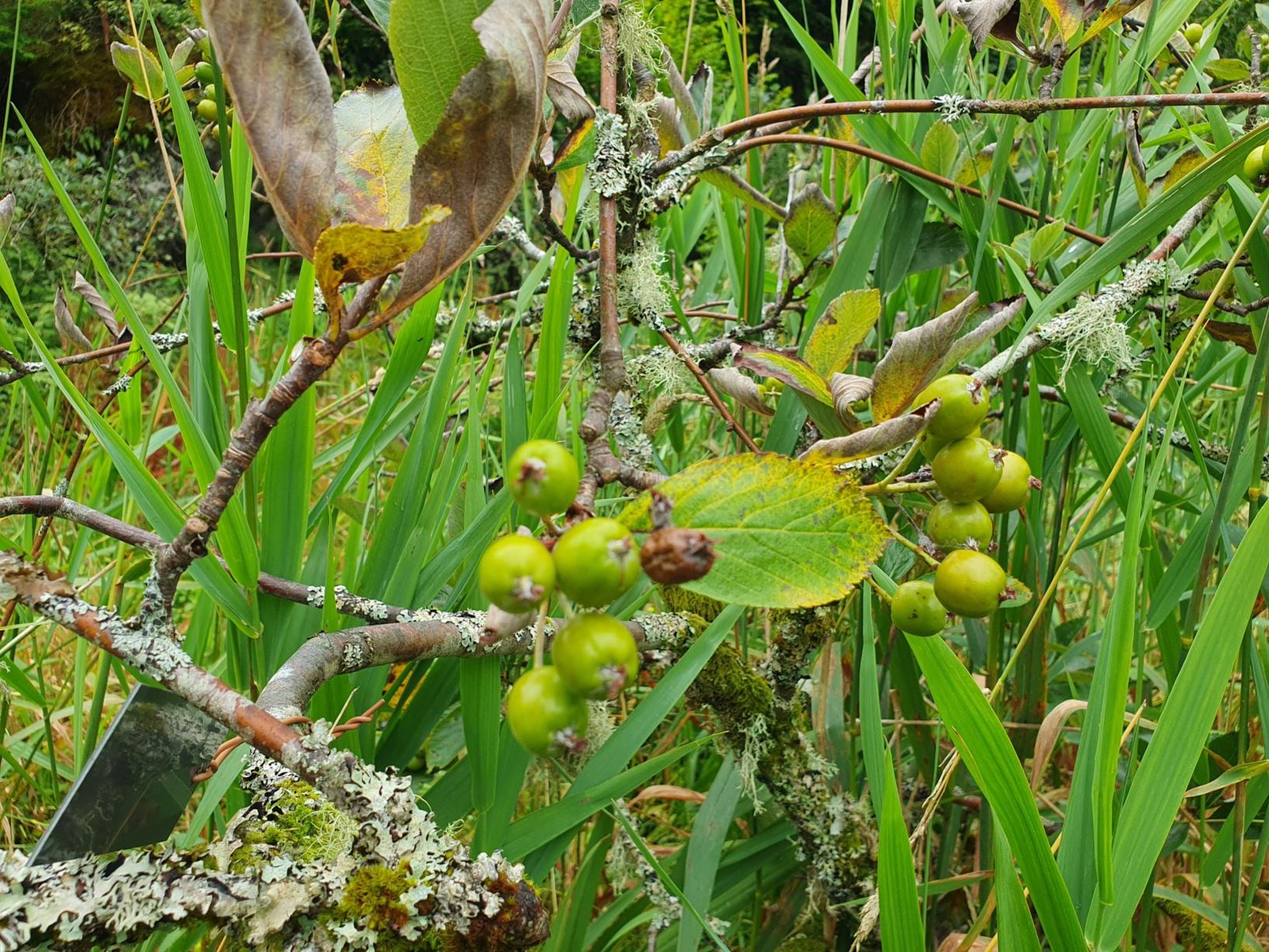 Sorbus chamaemespilus - Dvergasal , alpeasal