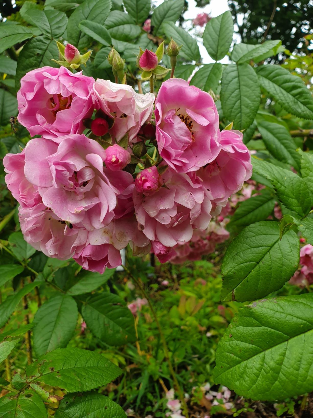 Rosa (Slyngroser (HMlt) Group) 'Apple Blossom'