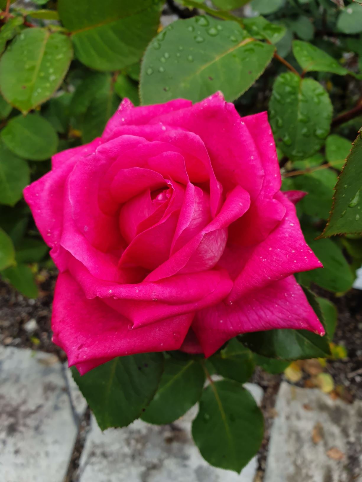 Rosa (Terosehybrider (HT) Group) 'Acapella' - 'Charlie's Rose', 'TANallepa'