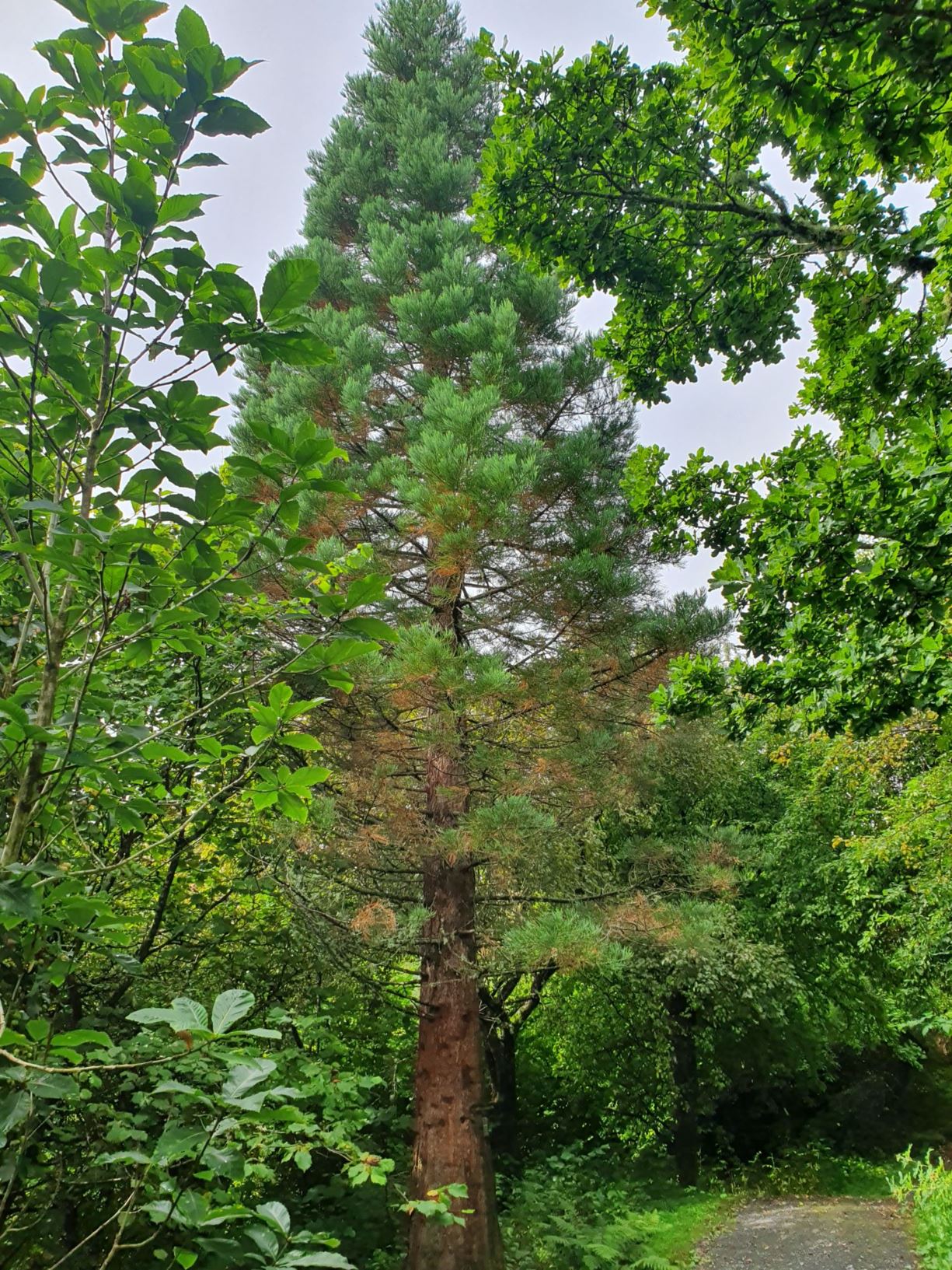 Sequoiadendron giganteum - Mammuttre