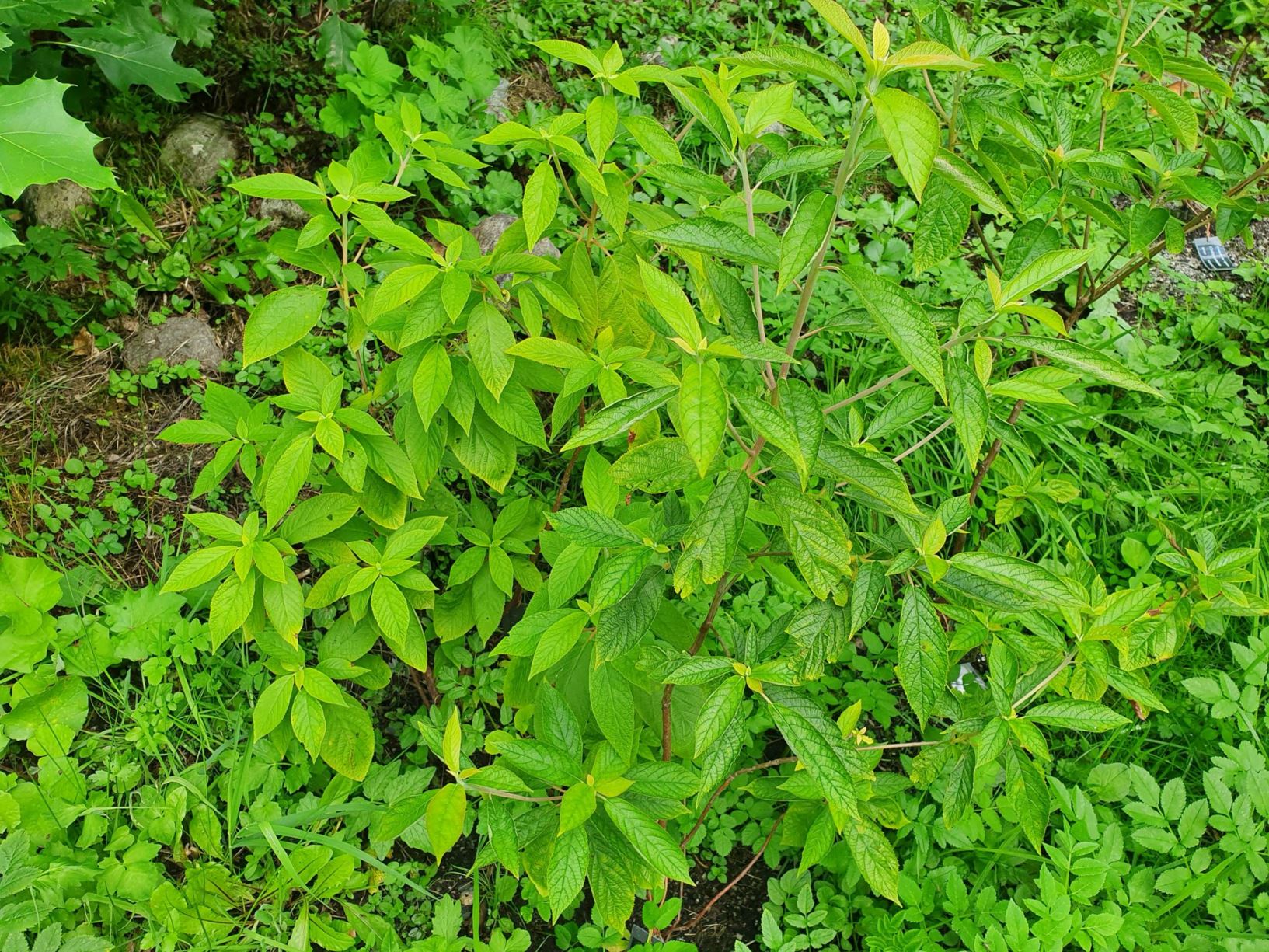 Clethra acuminata