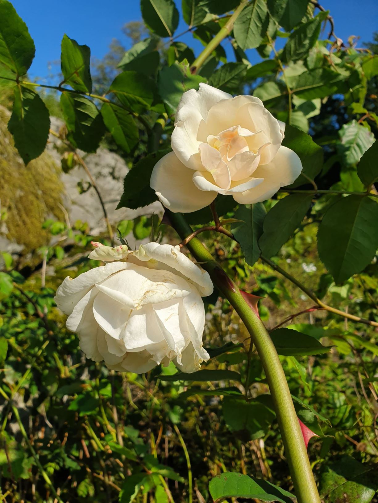 Rosa (Noisette (N) Group) 'Madame Alfred Carrière'