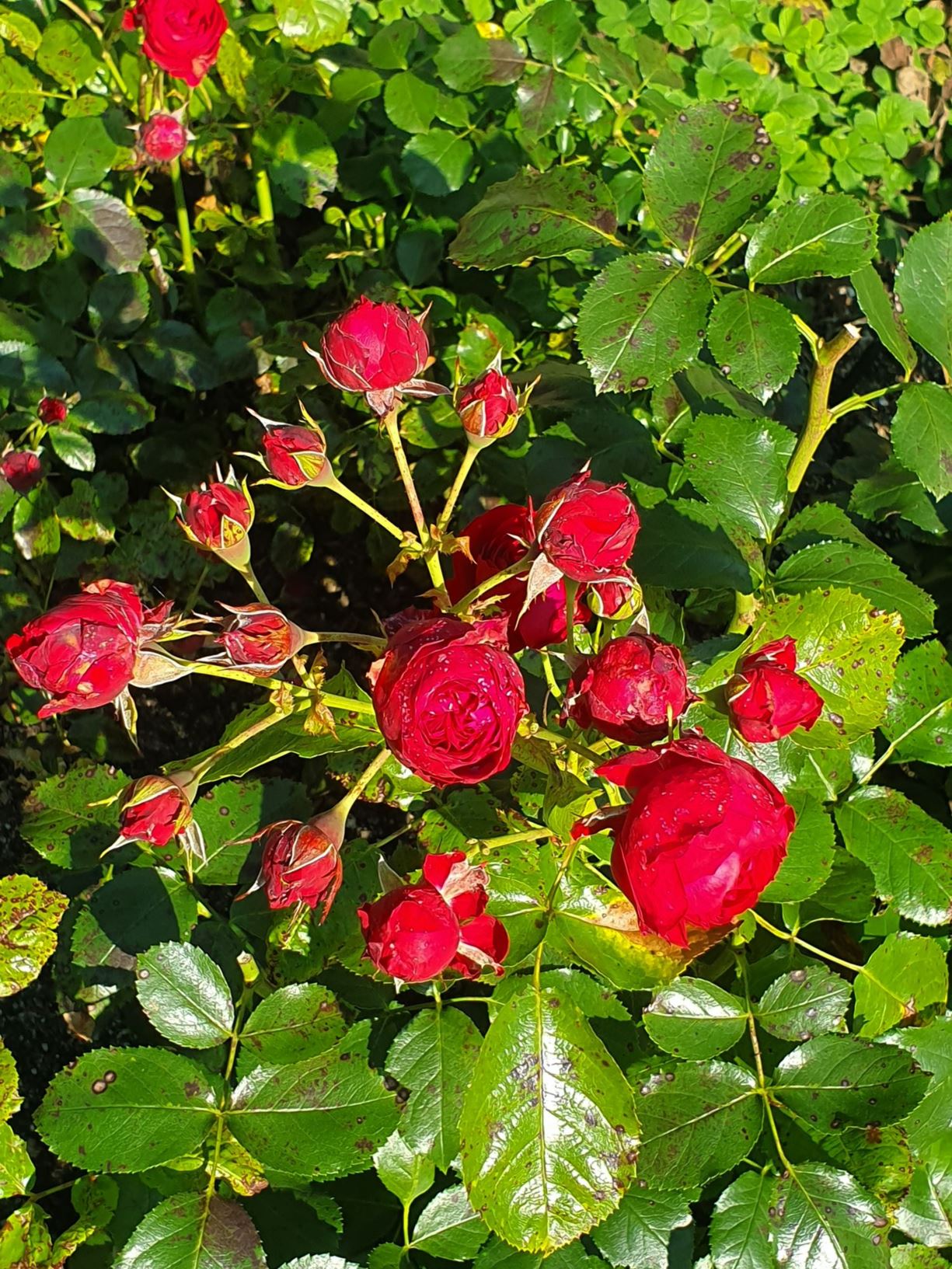 Rosa (Floribunda (F) Group) 'Rotkäppchen' - 'KORcasima'