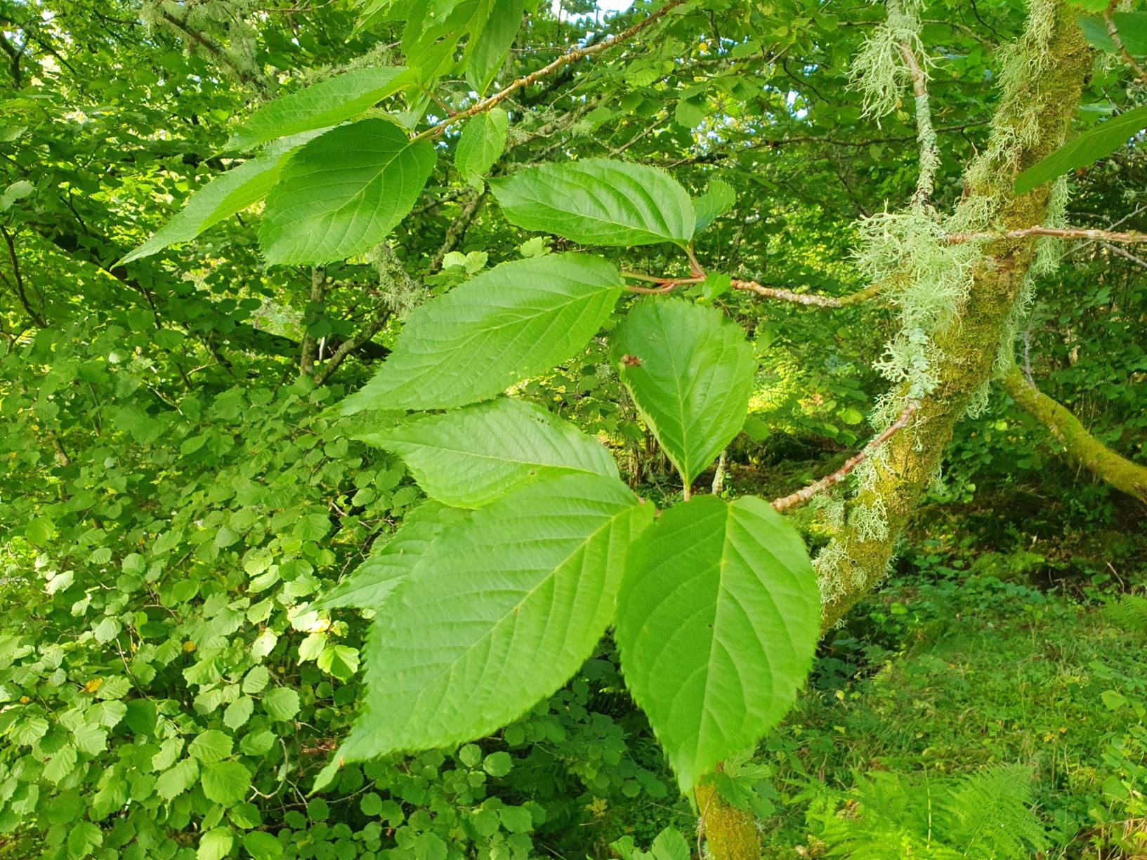 Prunus serrulata 'Shirofugen' - Japankirsebær 'Shirofugen'