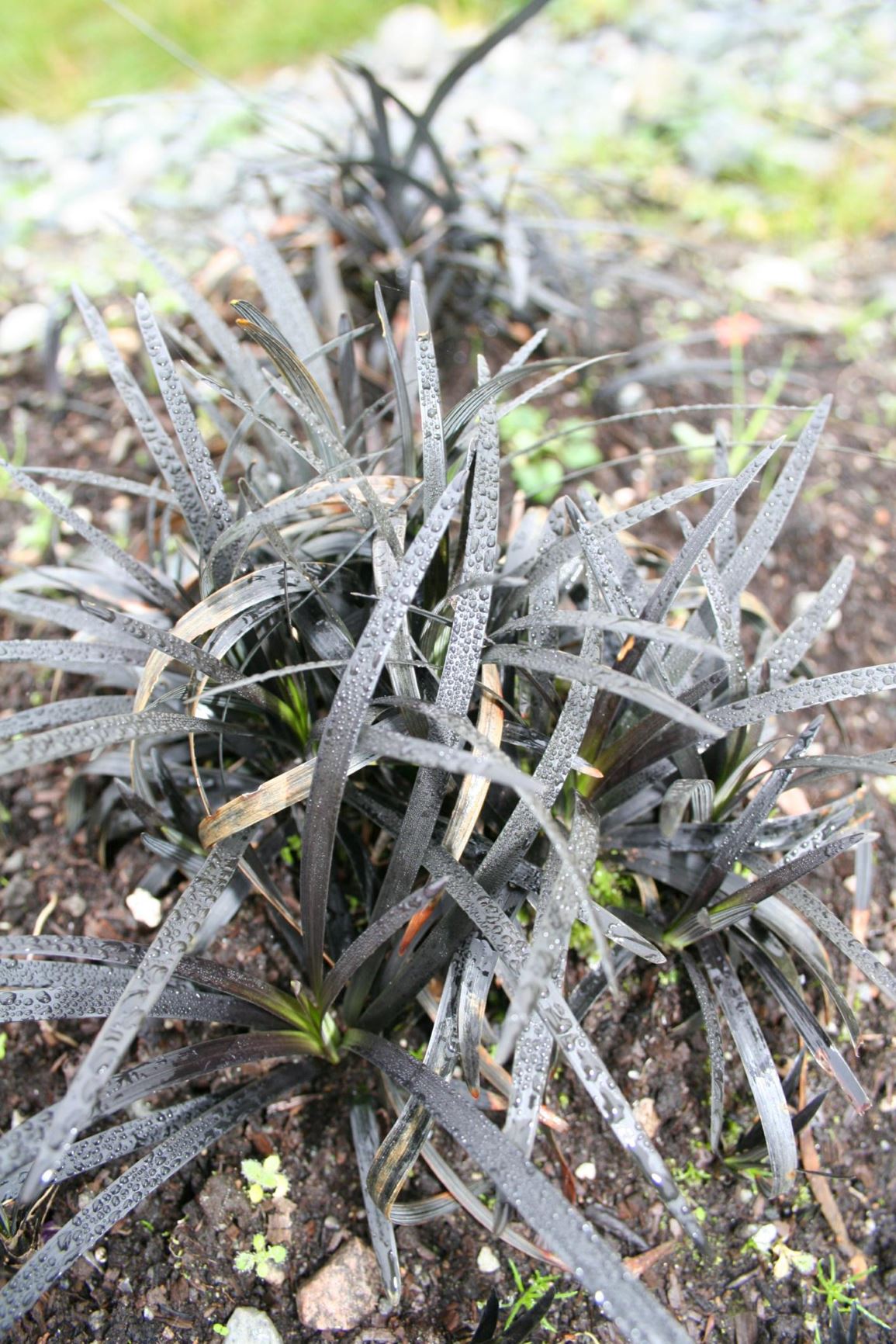 Ophiopogon planiscapus 'Nigrescens'