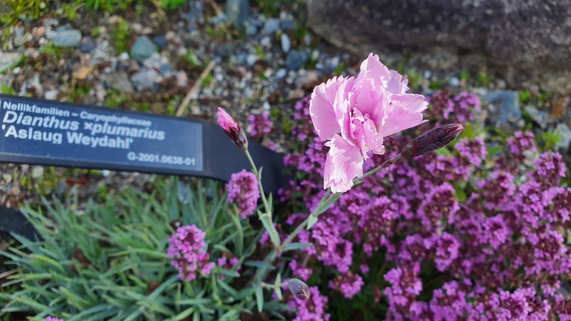 Dianthus ×plumarius 'Aslaug Weydahl'