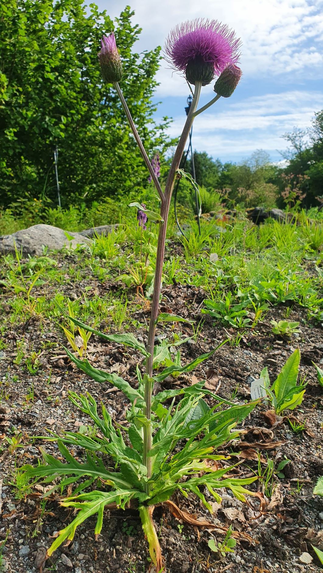 Cirsium heterophyllum - Hvitbladtistel