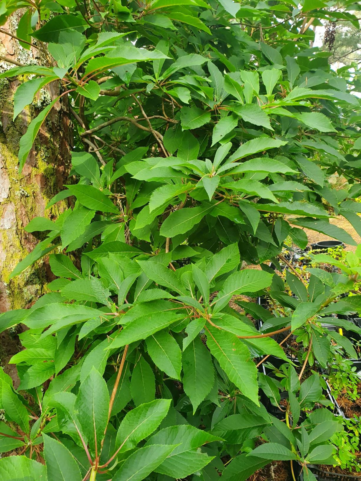 Clethra barbinervis - Japansk konvallbusk
