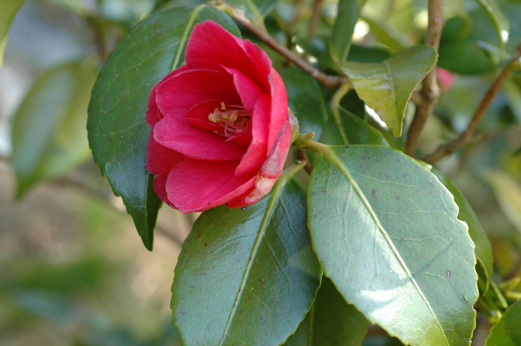 Camellia japonica 'Mercury' - Kamelia