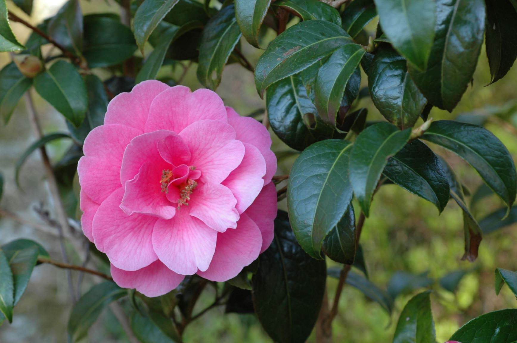 Camellia 'Inspiration' - Kamelia