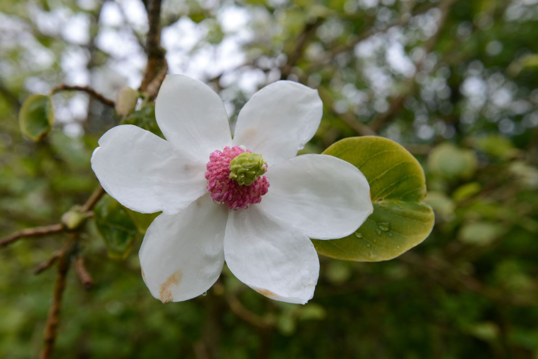 Magnolia sieboldii - Junimagnolia, Sieboldmagnolia, Japanmagnolia