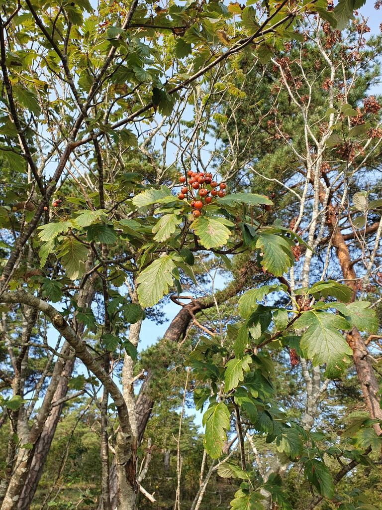 Sorbus intermedia - Svensk asal