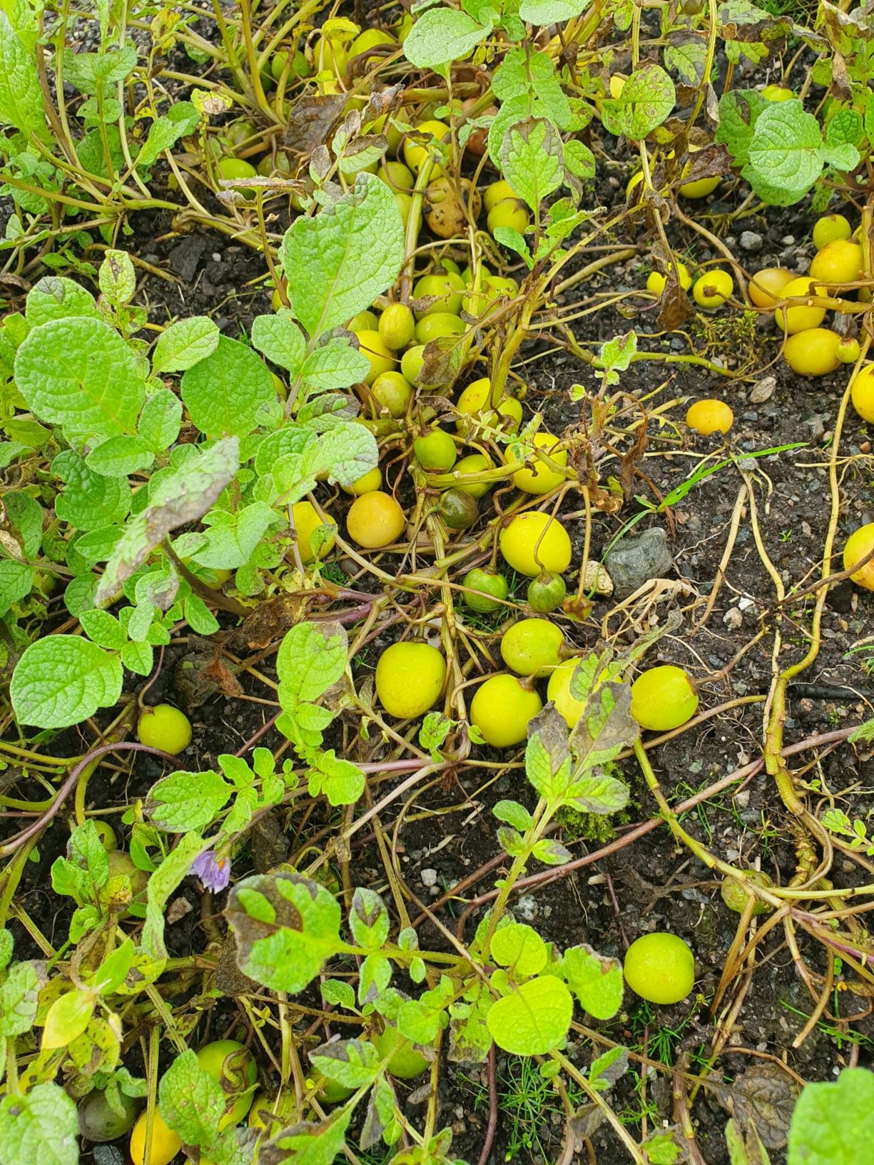 Solanum acaule