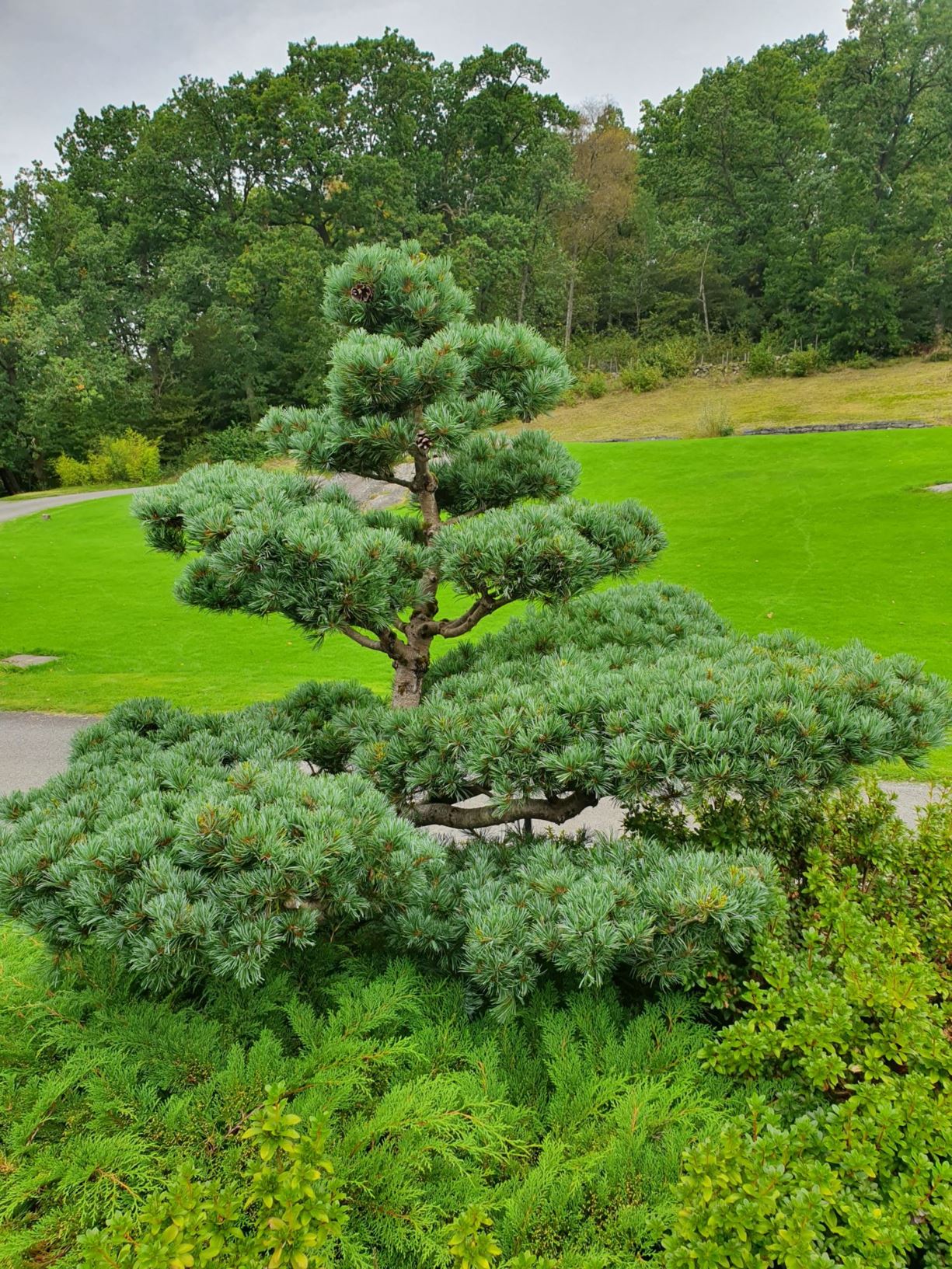 Pinus parviflora 'Negishi' - Penselfuru