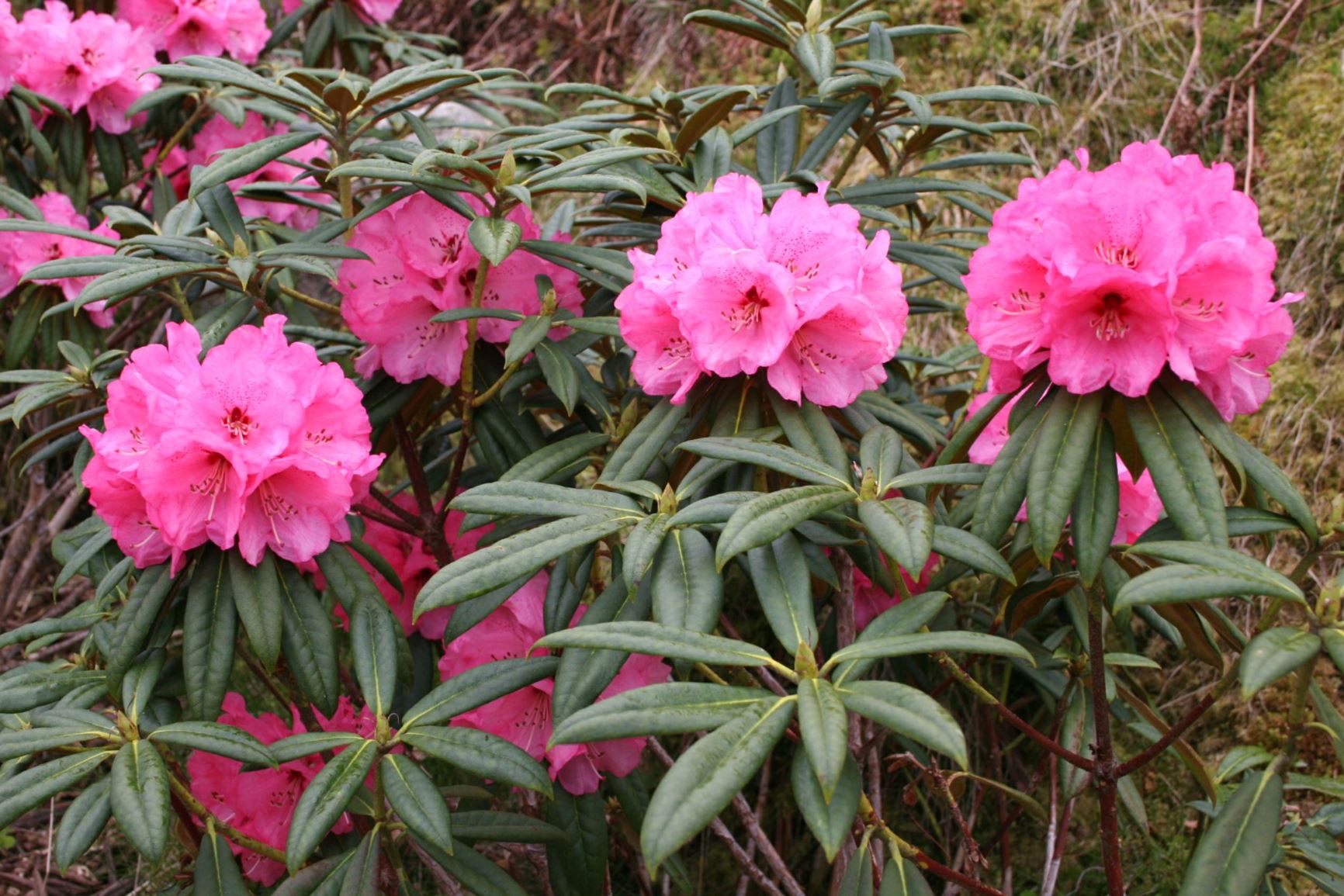 Rhododendron 'Dolita'