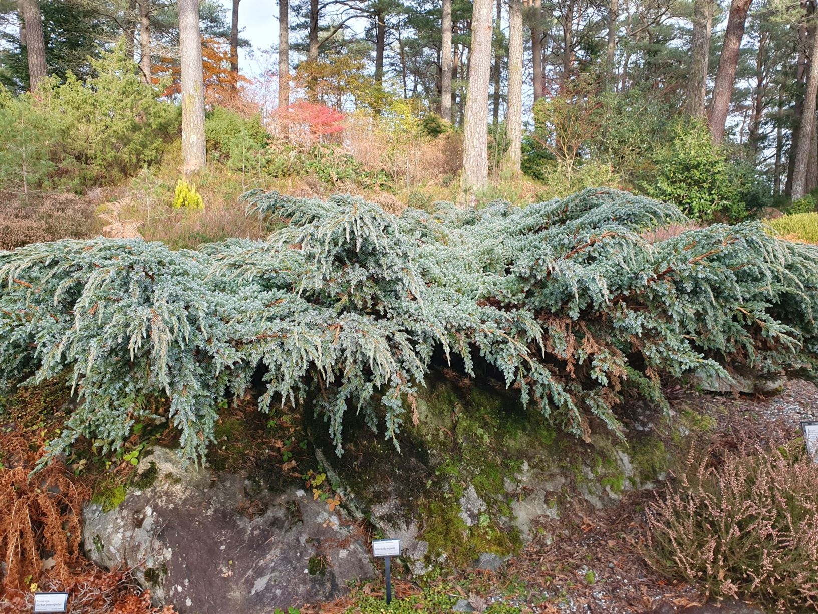 Juniperus squamata 'Blue Spider' - Himalayaeiner