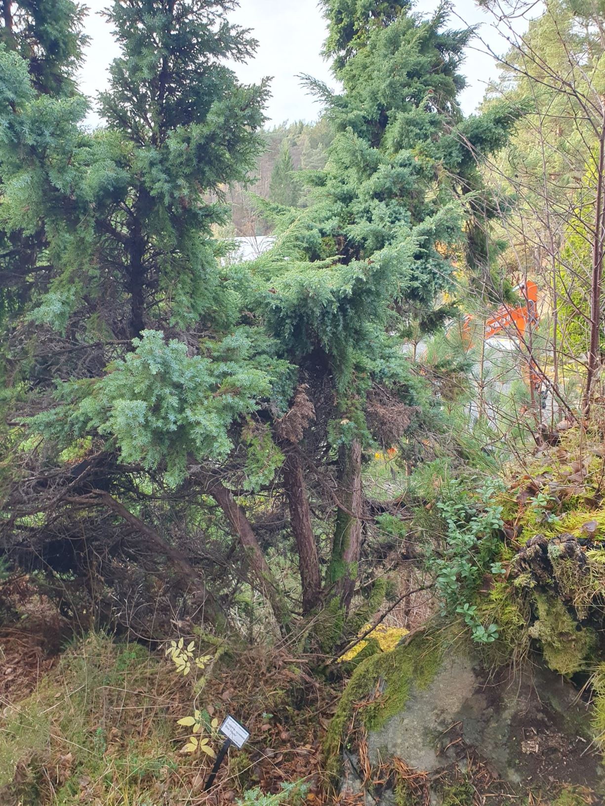 Juniperus squamata 'Blue Swede' - Himalayaeiner