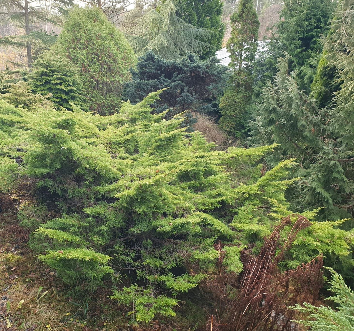 Juniperus ×media 'Gold Star'