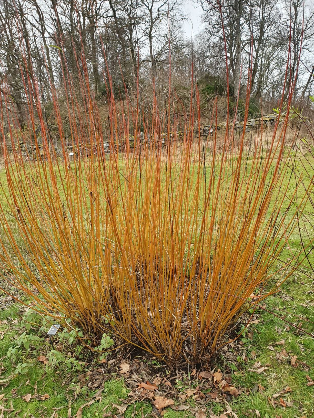 Salix alba var. vitellina 'Britzensis' - Coral bark willow