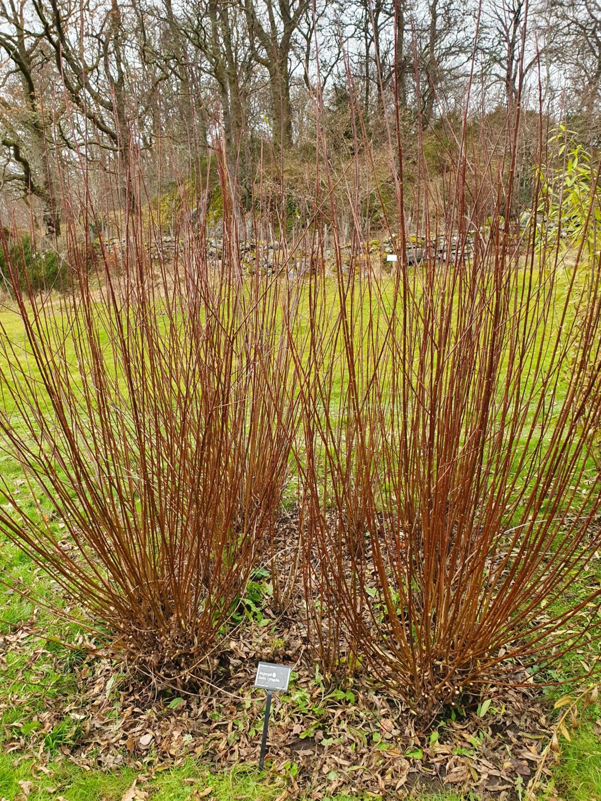 Salix ×fragilis - Skjørpil