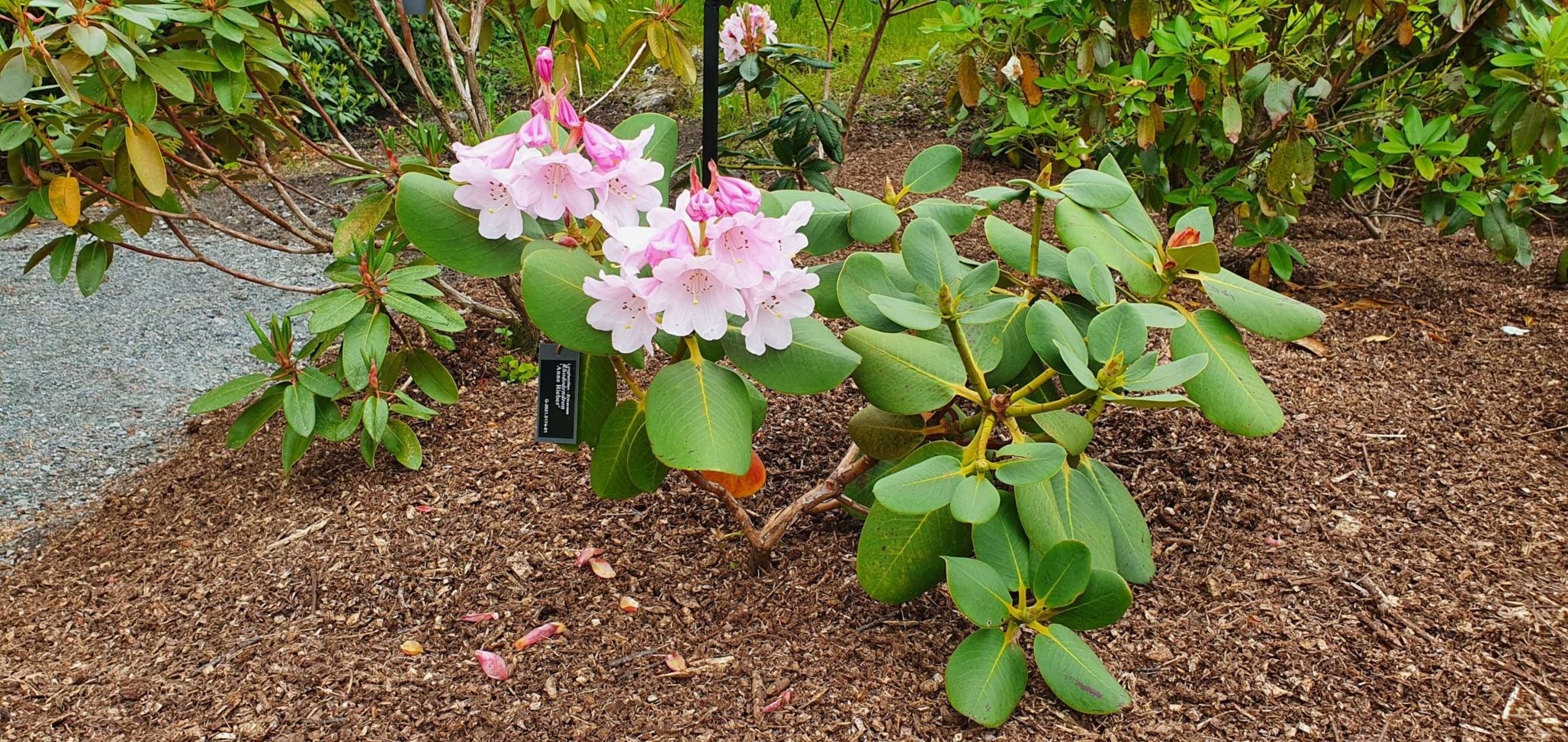 Rhododendron 'Anne Rieber'