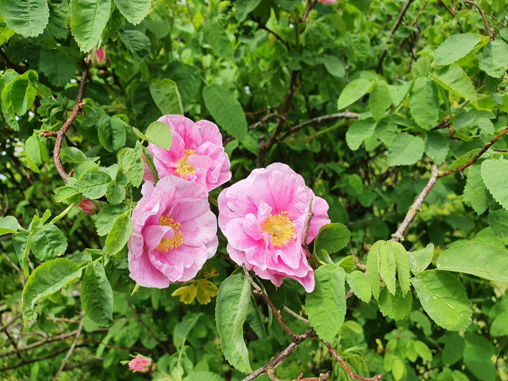 Rosa californica (Gammeldagse hageroser (Misc OGR) Group) 'Plena'