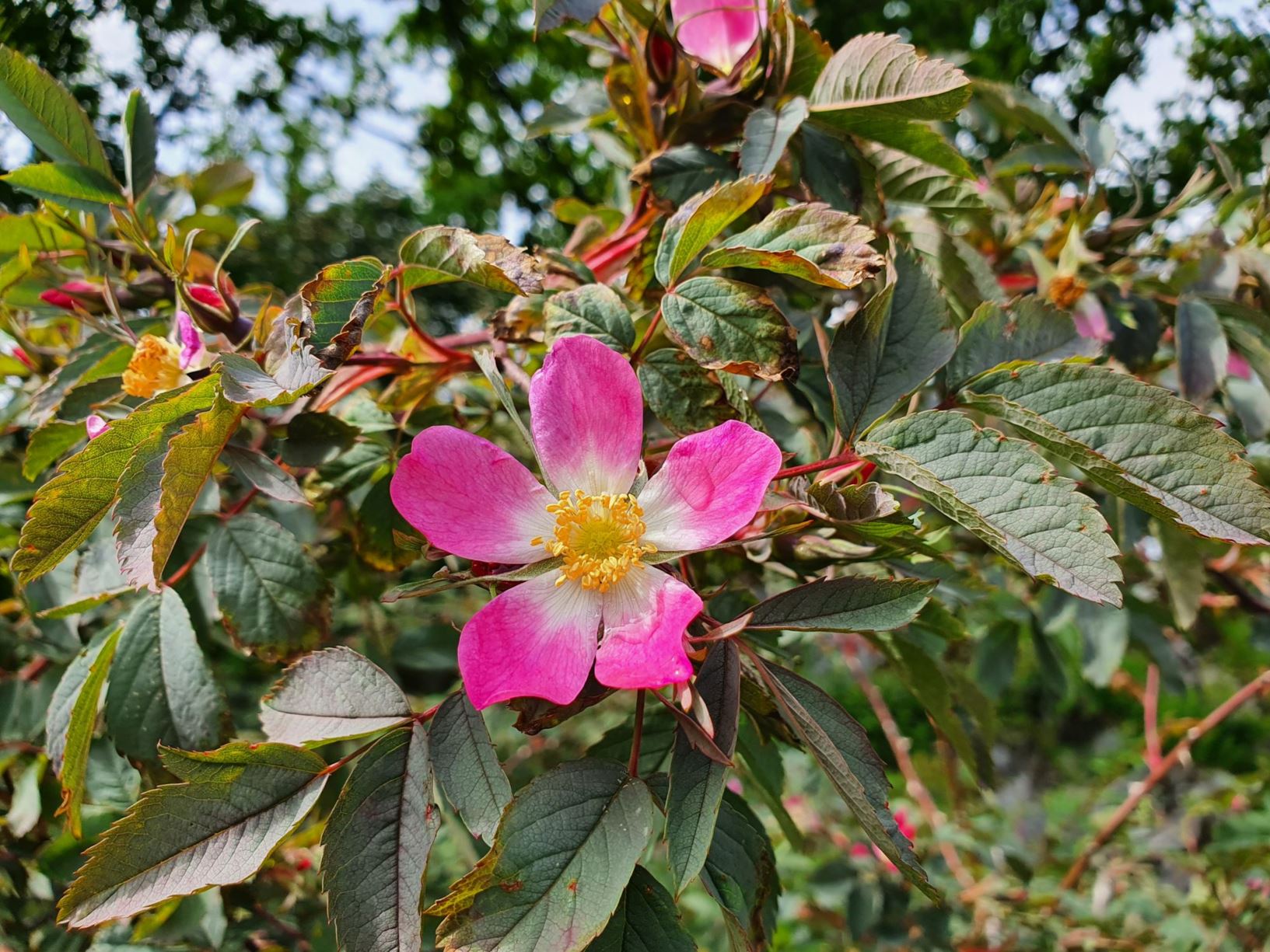 Rosa glauca - Doggrose