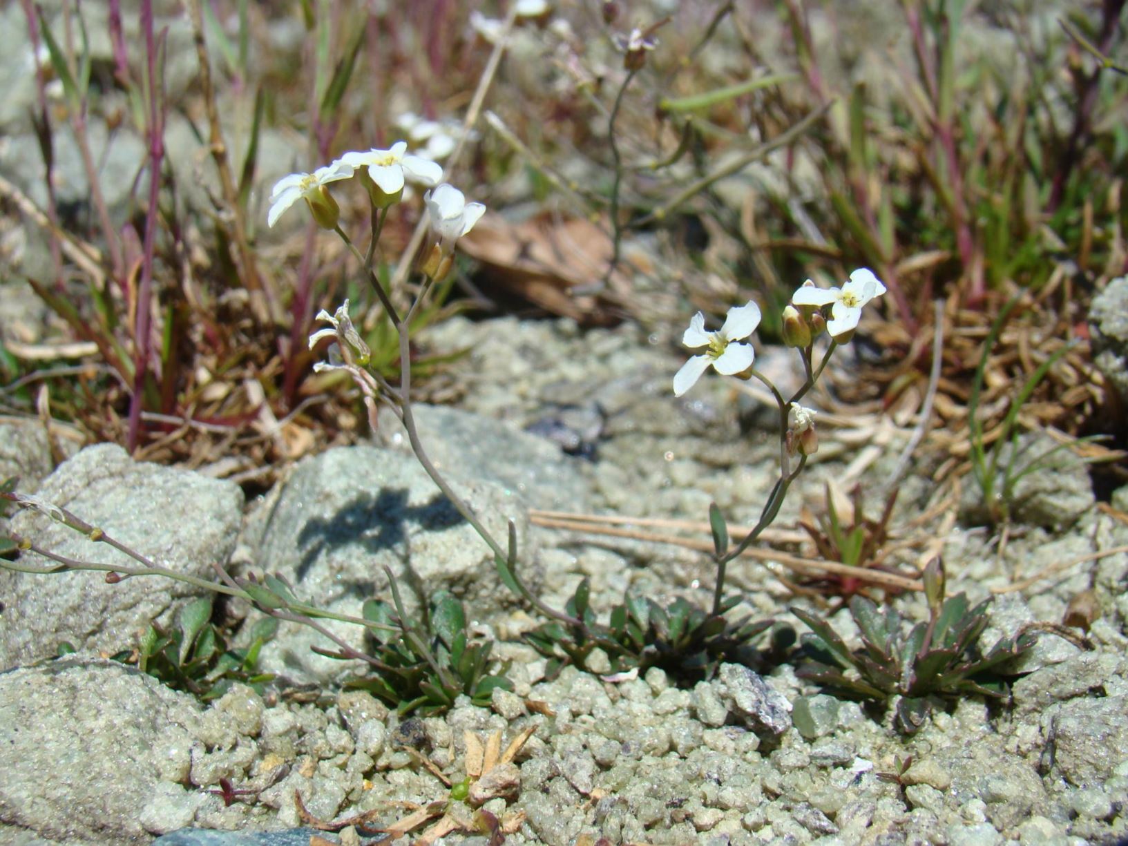 Arabidopsis lyrata subsp. petraea - Aurskrinneblom
