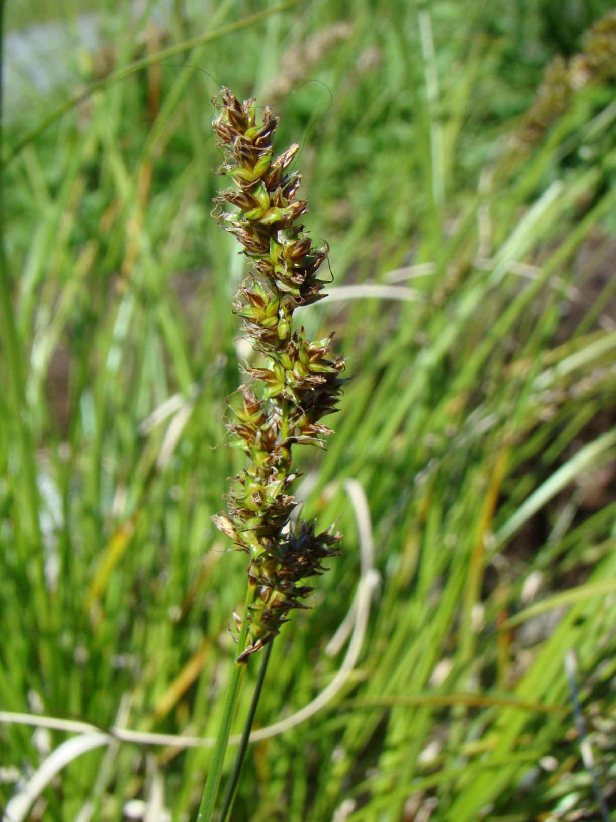 Carex paniculata - Toppstarr