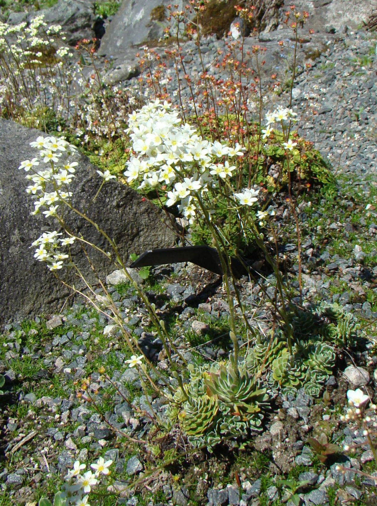 Saxifraga paniculata - Bergjunker, junkersildre