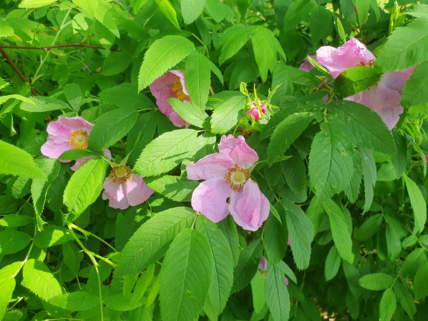 Rosa amblyotis - R. jacutica